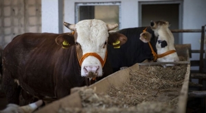 Sağlık Bakanlığı'ndan hastalıklara karşı kurbanlık tedbirleri