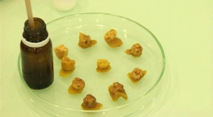 Arı kovanından gelen şifa: Propolis