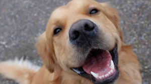 Eğitilmiş köpekler Parkinson hastalığını yüzde 98 doğrulukla tespit etti