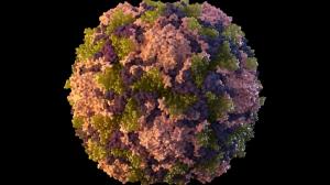 Ekvator Ginesi’nde Marburg virüsünden 12 kişi hayatını kaybetti