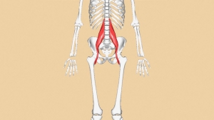 Ruh halini etkileyen kas: Psoas