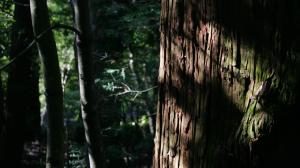 Japonya, saman nezlesiyle mücadelede sedir ağaçlarının sayısını yüzde 20 azaltacak