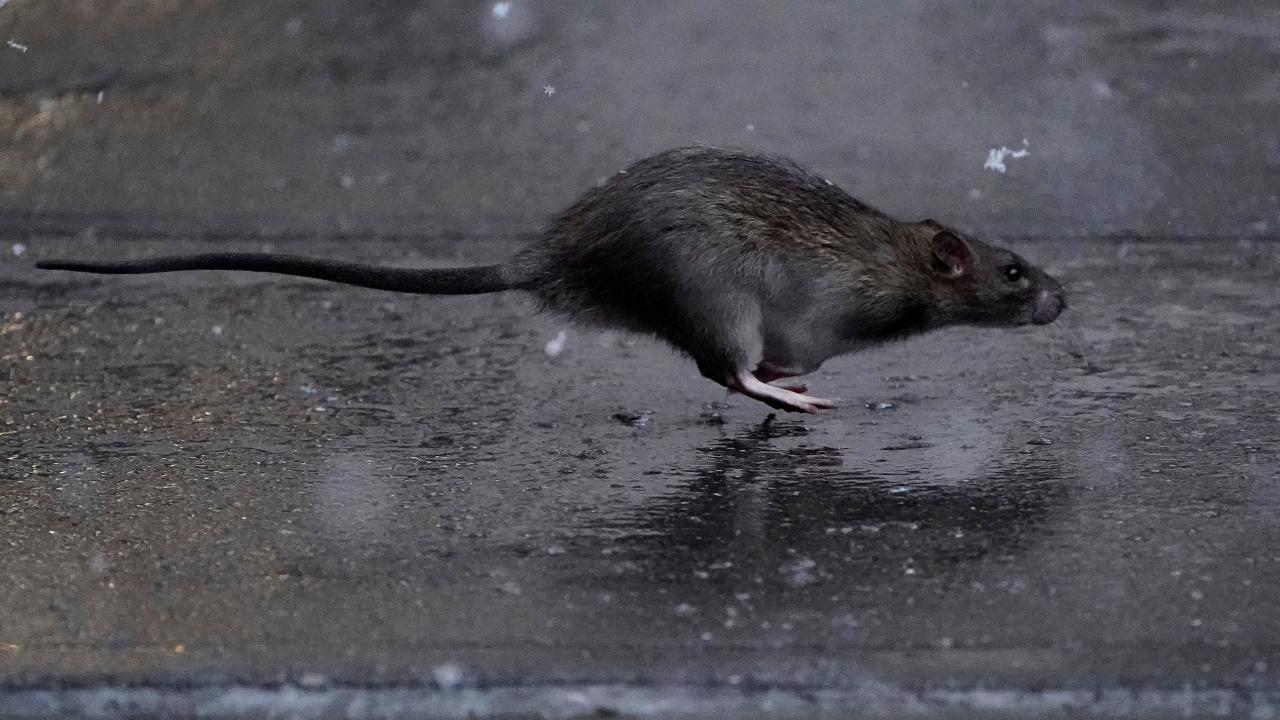 Fareler ölümcül bir bakteri yaymaya başladı