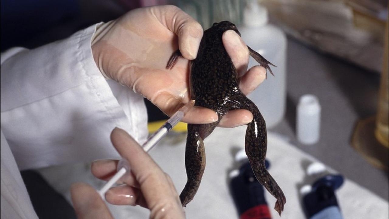 Bilim insanları ampute bacağı harekete geçirmek için testler yapıyor